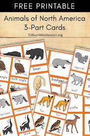 Apr 15, 2021 · free printable: Free Printable Animals Of North America Trillium Montessori North America Map Montessori Geography North America