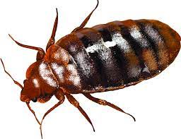 Bed bugs were largely eradicated as pests in the united states in the early 1940s. Bed Bug Control Virginia Green Akers Pest Control Llc