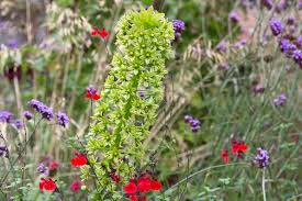 Image result for Eucomis