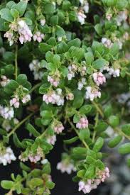 Image result for Alchemilla johnstonii