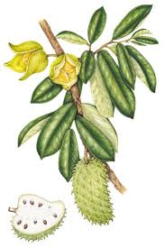 Image result for Annona muricata