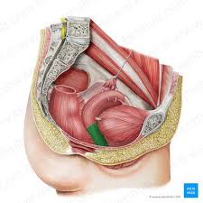 Image result for female sex organ