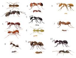Answer To The Pest Chart Test Myrmecos