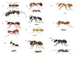 texas ants chart wiring schematic diagram laiser co