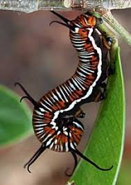 Common Crow Caterpillar From Australia Whats That Bug