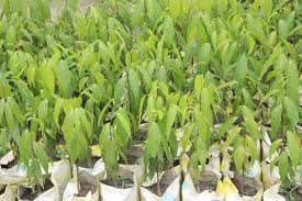 Image result for Monoon longifolium