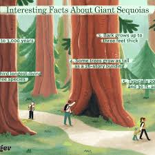 Glyptostroboides will thrive in standing water, much like bald cypress , and if left branched to the ground in full sun, will develop the large, contorted boles that have made it famous. 16 Spectacular Facts About Giant Sequoias