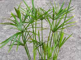 Image result for Cyperus sp.no.2