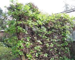 We did not find results for: Plantfiles Pictures Hydrangea Species Climbing Hydrangea Hydrangea Anomala Subsp Petiolaris By Gardenguykin