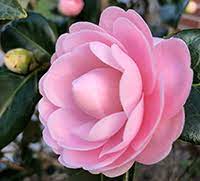 Camellia Pests And Problems Gardening Solutions University Of Florida Institute Of Food And Agricultural Sciences