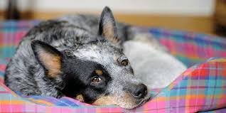 Because a blue heeler mix is likely to have a protective instinct like their blue heeler parent, it is especially important to socialize them early and often and train them well. Blue Heeler Dachshund Mix The Blue Sausage