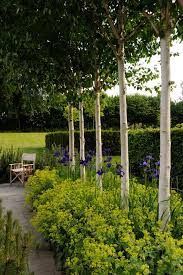 Kleine Garten Birch Trees Garden Plants Garden Inspiration