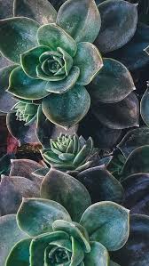 Mobile Wallpaper Ist Ein Sehr Wichtiger Bestandteil Von Mobiltelefonen Seite 56 Von 59 B In 2020 Succulents Wallpaper Cool Wallpapers For Phones Plant Wallpaper