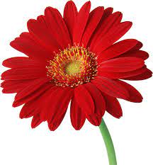 Red Gerbera Daisy Google Search Beautiful Rose Flowers Beautiful Flowers Wallpapers Gerbera Daisy