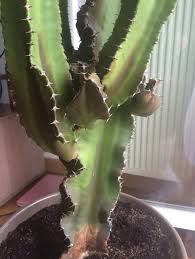 Bonjour, j'ai un cactus qui pourri à la base. Cactus Qui Noircit Besoin D Aide Svp