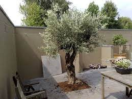 winterharde olijfbomen koopt u bij de olijfboom specialist in overloon impressie olijfboom tuin bomen tuin ideeen