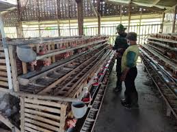Ayam petelur adalah ayam betina dewasa yang dibudidayakan khusus untuk diambil telurnya saja. Satgas Sempatkan Belajar Beternak Ayam Petelur Ke Warga Sekilas Media