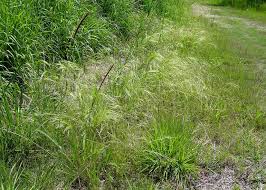 Image result for Agrostis continuata