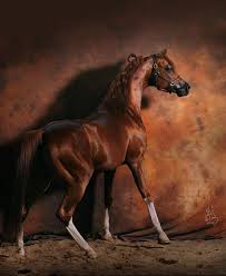Check spelling or type a new query. Enzo Padrons Psyche Rd Bey Shahmpan Stuart Vesty Photography Horses Beautiful Horses Horse Life