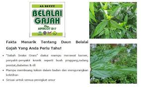 Daun belalai gajah sudah banyak digunakan sebagai obat tradisional, di antaranya untuk mengobati penyakit herpes, menetralisir racun, hingga mengatasi masalah pencernaan. Khasiat Daun Belalai Gajah Yang Belalai Gajah Al Egypt Facebook