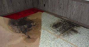 Mold Under Carpet Clean Black Mold Carpet Molding