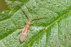 Definition från wiktionary, den fria ordlistan. Bodenbewohner Und Ihre Aufgaben Nabu