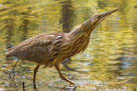 Audubon Great Lakes and Wisconsin Department of Natural Resources Kick Off  Wetland Restoration Project in Allouez Bay