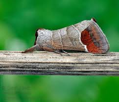 Image result for Clostera curtula