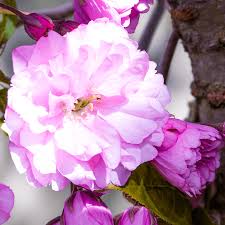 Our range of long lasting potted plants is perfect for those with green fingers and is the ideal gift purchase. Prunus Pink Perfection Flowering Cherry Tree Free Delivery