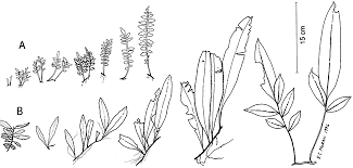 Image result for Lomariopsis warneckei