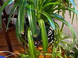 Image result for Chlorophytum macrophyllum