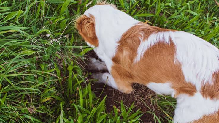 6 Reasons Why Dogs Dig and How to Stop Them