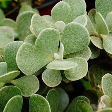 Image result for Senecio mariettae