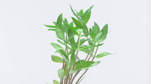 Image result for Nesaea dinteri