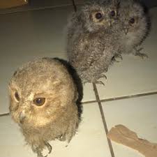 Ternyata burung hantu juga terbagi menjadi beberapa jenis seperti burung hantu celepuk, burung hantu jawa dan burung hantu jenis lainnya. Jual Celepuk Di Jawa Barat Harga Terbaru 2021