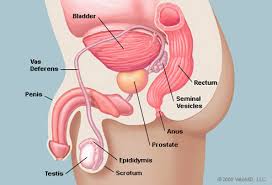 View, isolate, and learn human anatomy structures with zygote body. Illustration Picture Of Male Anatomy Prostate