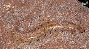 Biawak adalah sebangsa kadal berukuran menengah dan besar yang tersebar di daerah beriklim panas dan tropis afrika, asia, dan australia. Siapa Yang Tinggal Di Padang Pasir Kemanusiaan 2021