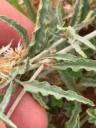 Image result for Dicoma capensis