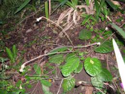 Image result for Gerbera piloselloides