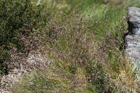 Image result for Poa binata