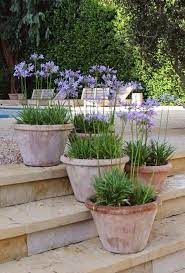 Terracotta Pots Of Agapanthus Potten Op Het Terras Terras Landelijketuin Ideeen Gardendeco Gartendeco Tuin Garden Urns Garden Pots Country Garden Decor