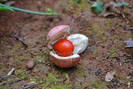 Image result for Aphanamixis