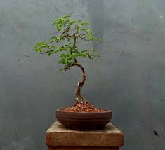 2,227 likes · 5 talking about this. Cara Mudah Mengecilkan Daun Bonsai Asem Jawa Caracari