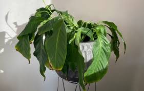 Hey guys, in this video i'm gonna show you guys how to repot your plant! Simple Steps To Stop Your Plant Wilting After Repotting Smart Garden Guide