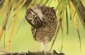 Assalamualaikum sahabat setia dian walet. Ternyata Cara Mengatasi Burung Hantu Pada Rumah Walet Sangat Gampang Ilmuwalet Com