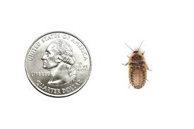 How To Breed Dubia Roaches - Bearded Dragon Owners