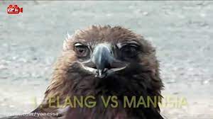 Melawan binatang 23.747 views1 year ago. Hero0001