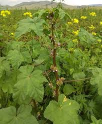 Image result for Malva verticillata