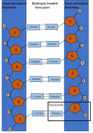 The four different bases pair together in a way known as complementary pairing. Dna Synthesis Wikipedia