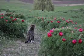 Recently active users in zau de câmpie. Bujorii De StepÄ Zau De Campie RezervaÈie NaturalÄ Din JudeÈul MureÈ Rumania